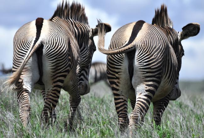 Zebras in der Savanne