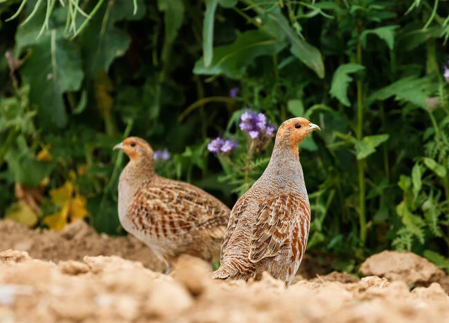 Insekten, Feldhasen und Vögel, wie das Rebhuhn, profitieren von Blühflächen.