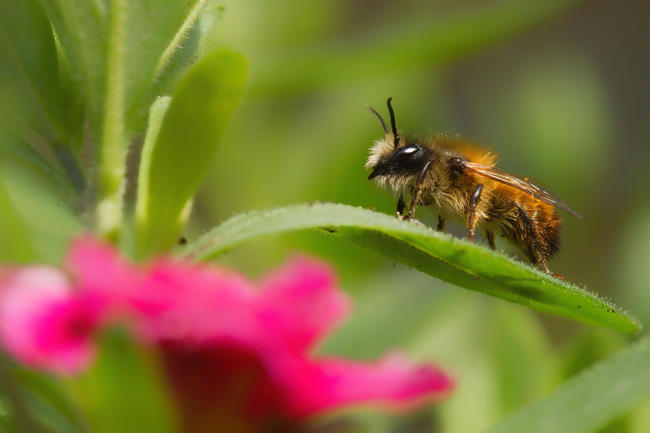 In Deutschland gibt es neben der Honigbiene 560 verschiedene Wildbienenarten, etwa die Hälfte davon ist bereits gefährdet.