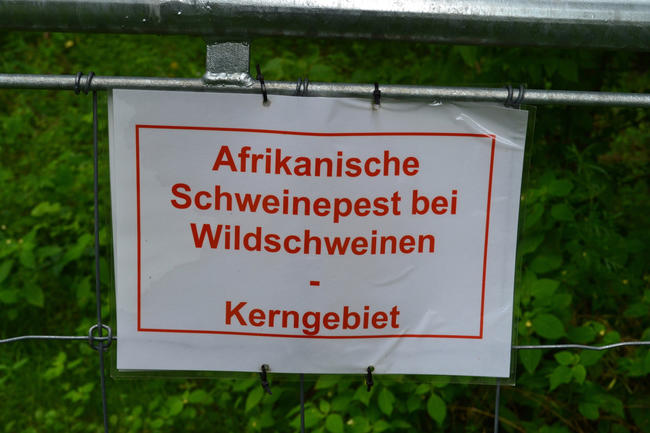 Flächenbrand: Die Afrikanische Schweinepest tritt nun in sechs brandenburgischen Landkreisen auf. Der LJVB fordert mehr Unterstützung bei der Seuchenbekämpfung. 