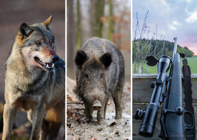 Bundestagswahl: DJV veröffentlicht Forderungspapier zu brisanten Themen wie Wolf, ASP und Waffenrecht.