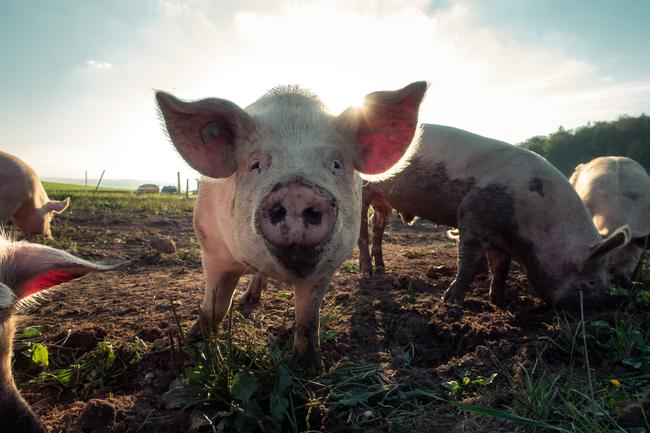 Schweinemastanlage meldet ersten Fall von ASP in Mecklenburg-Vorpommern.