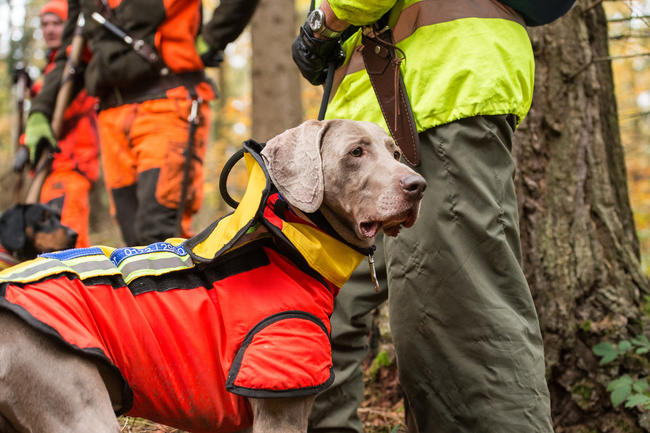 Jagdhunde im Einsatz: Antibiotika sind häufig essenziell für die Behandlung von Verletzungen.