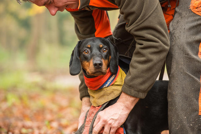 Behandlung von verletzten Jagdhunden: Reserveantibiotika dürfen auch künftig für Haustiere eingesetzt werden.