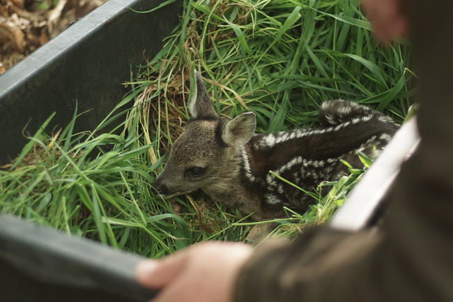 Wildtierrettung bundesweit: Neun Jagd- und zwei Bauerverbände sind Teil der DWR.