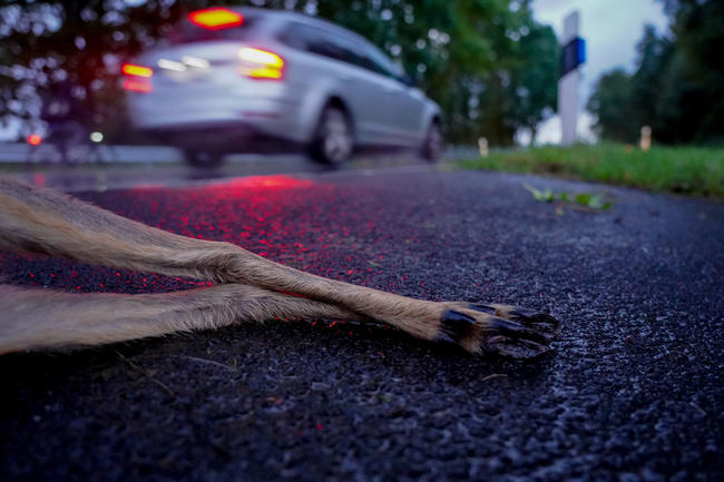 Achtung: Wild auf der Straße. Ab Oktober steigt die Gefahr von Wildunfällen. Der DJV gibt Tipps, um Zusammenstöße zu vermeiden.