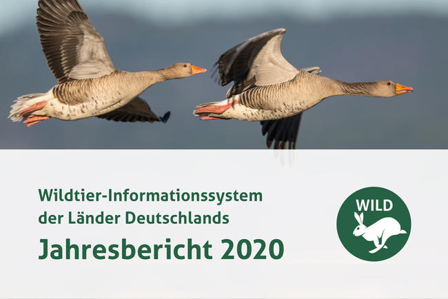 WILD-Bericht 2020: invasive Arten im Fokus.