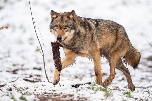 Antrag abgelehnt: Der Wolf wird nicht in den Katalog der jagdbaren Arten aufgenommen.