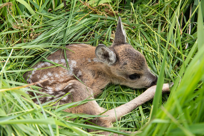 Ducken und Tarnen als Überlebensstrategie: Tierkinder sind gut an ihre Umwelt angepasst. 