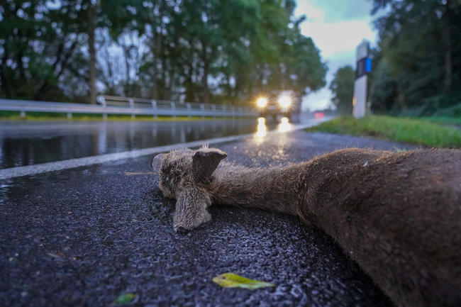 Rehwild ist in knapp die Hälfte aller Wildunfälle verwickelt.