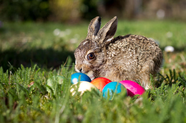 Seit Beginn des 19. Jahrhunderts bringt er die Ostereier. Wie es zum Osterhasen kam, erläutert der DJV.