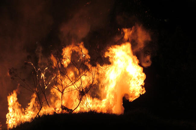 Waldbrandgefahr trotz Regenfällen weiterhin hoch. DJV rät zu Vorsicht bei Zigaretten und Katalysatoren im Wald.