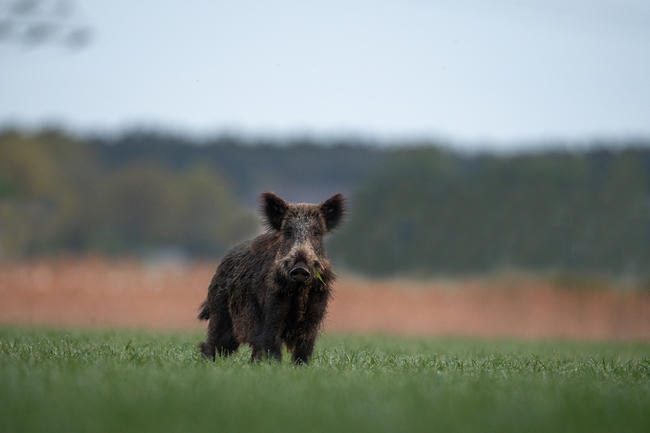 Bundesagrarministerin Julia Klöckner (CDU) will die Afrikanische Schweinepest (ASP) in Brandenburg so rasch wie möglich wieder eliminieren.