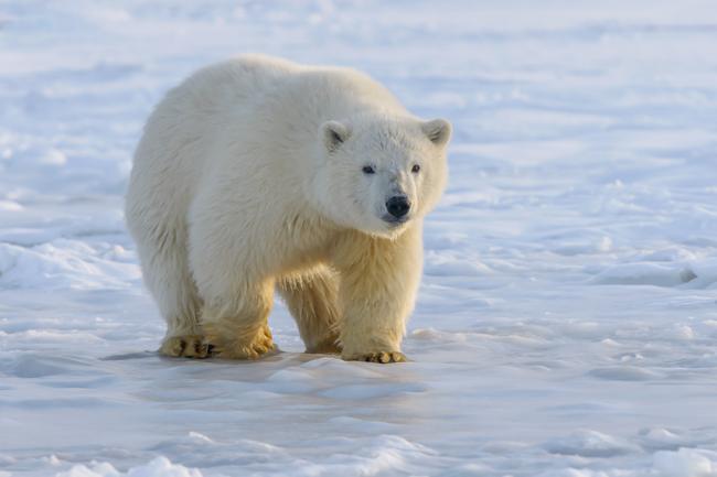 Ein Verbot der Eisbärenjagd verletzt die Rechte indigener Völker und erschwert deren Lebensweise.