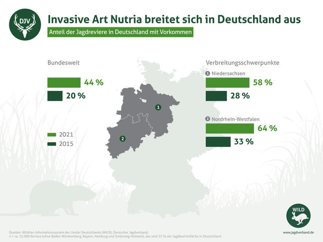 Nutria-Vorkommen in deutschen Jagdrevieren seit 2015 verdoppelt.