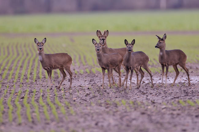 Die Zahl der erlegten Rehe in Brandenburg ist zwischen den Jagdjahren 2012/13 und 2021/22 um 28 Prozent zurückgegangen.