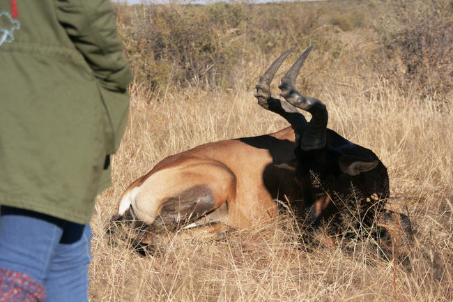 Nachhaltige Auslandsjagd zu erschweren oder zu verbieten hat negative Auswirkungen auf Artenvielfalt, Wildtiere und Menschen.