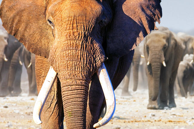 Konflikte zwischen Menschen und Elefanten haben dazu geführt, dass in Botswana ein fünfjähriges Jagdverbot aufgehoben wurde.