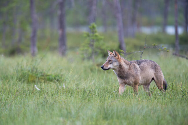 Anlässlich der "Dialogreihe Wolf" fordern Landnutzer- und Weidetierhalterverbände eine Änderung der Wolfspolitik.