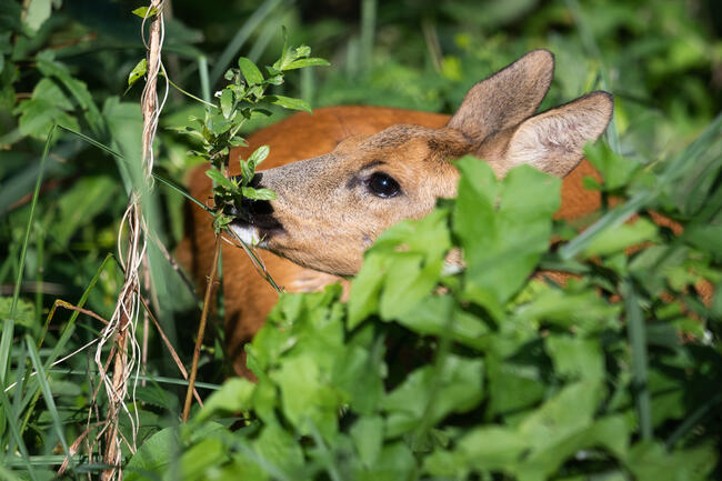 Bundeswaldgesetz: DJV fordert Berücksichtigung der wildökologischen Raumplanung.