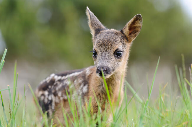 Tierkinder bitte nicht anfassen, der menschliche Geruch macht sie sonst zu Waisen.