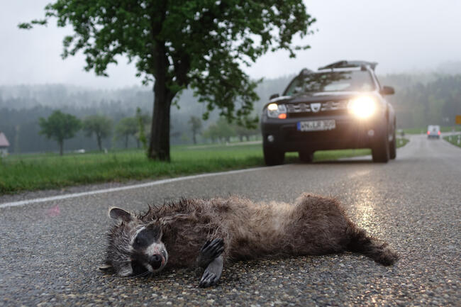 Fleischfresser wie Waschbär machen 15 Prozent der Wildunfälle aus.