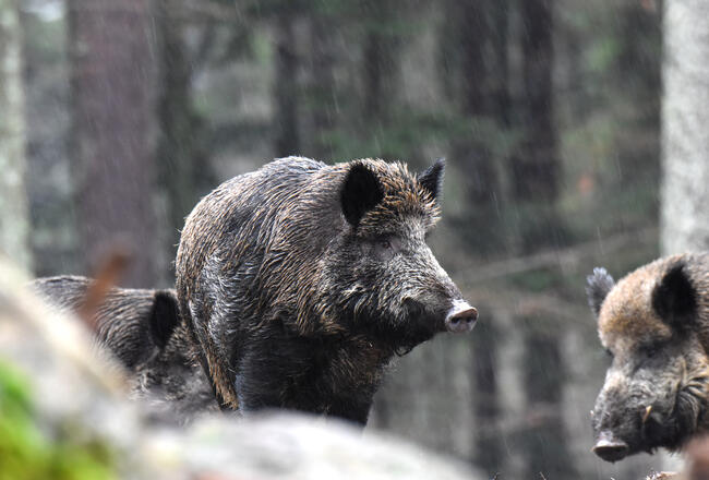 Afrikanische Schweinepest Deutscher Jagdverband 