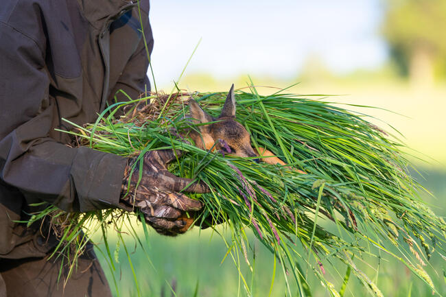 Gemeinsam stark für den Tierschutz: Verbände geben Empfehlungen für die Wiesenmahd.