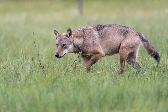 Deichsicherheit muss Vorrang haben: 10 Küstenjägerschaften erneuern ihre Forderungen zum Wolfsmanagement.