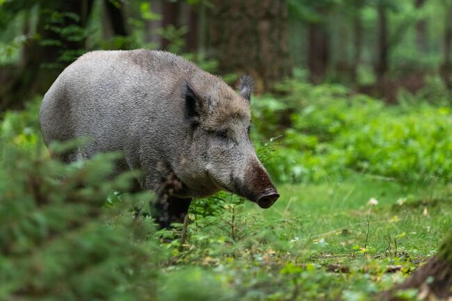 Jagdverbände kritisieren den Einsatz von Saufängen in Hamburg.