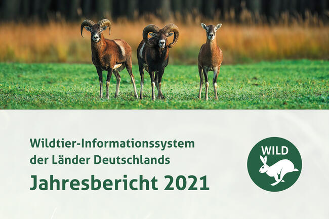 WILD-Bericht 2021: Unter anderem Rebhuhn, Waschbär und erstmals Hirschartige im Fokus.