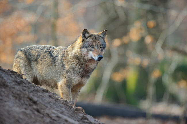Zunehmende Übergriffe auf Nutztiere gefährden die Akzeptanz für den Wolf.