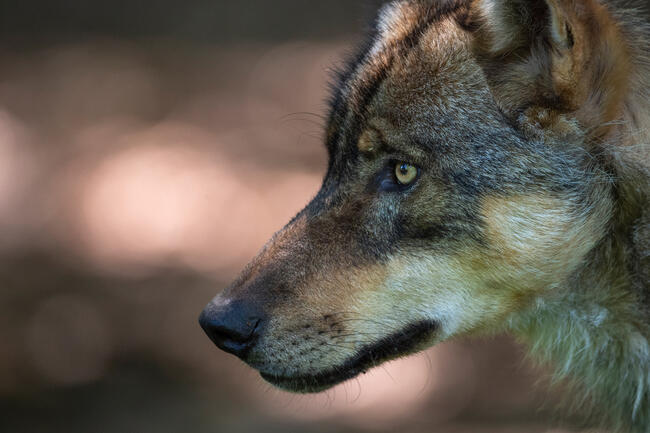 Wolfsangriffe: DJV und DBV fordern Rechtssicherheit für Tierhalter und Jäger.