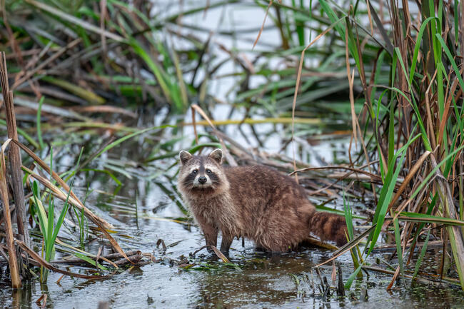 Neozoen wie der Waschbär sind eine Hauptbedrohung für Artenvielfalt.