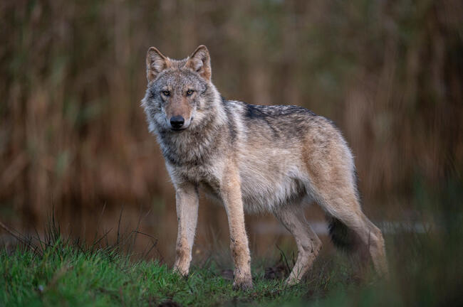 Jagd- und Bauernverband fordern Einstieg in aktives Bestandsmanagement.