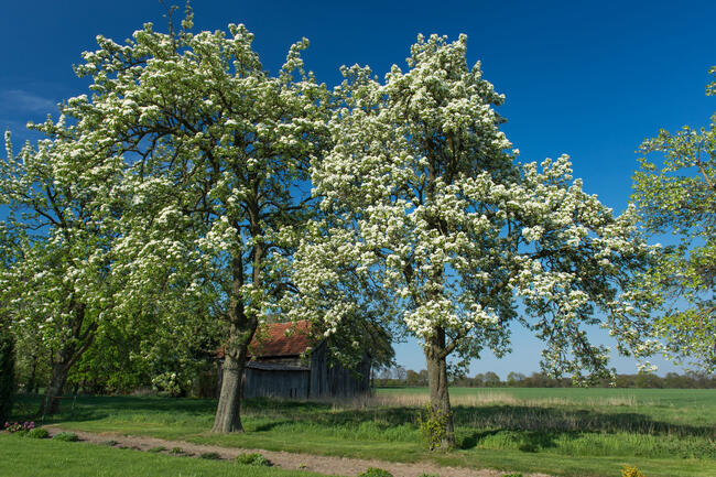 Ob Knick, Streuobstwiese oder Wald: Der DJV zeichnet Pflanzprojekte mit insgesamt 10.000 Euro aus.