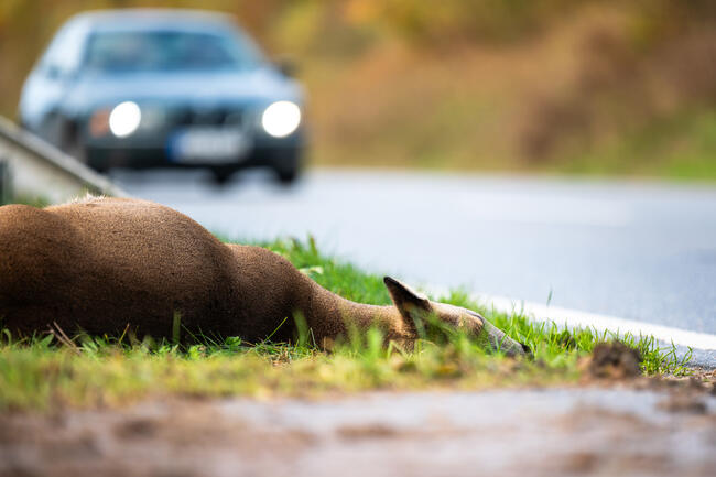 Achtung: Wild auf der Straße. Im Herbst steigt die Gefahr von Wildunfällen.