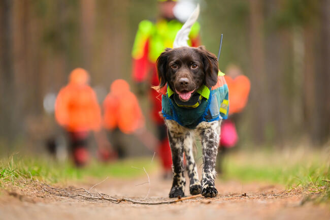 Kleiner Münsterländer auf Drückjagd: Jagdhunde sind Familienmitglieder mit Beruf.