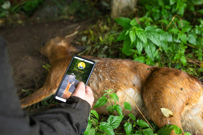 Verunfallte Wildtiere melden und Leben retten: in wenigen Klicks über die App des Tierfund-Katasters.