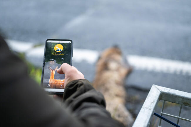 Mit der Tierfund-Kataster-App lassen sich in wenigen Klicks verunfallte Wildtiere melden.