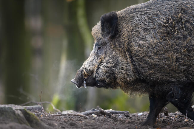 Aufhebung weiterer ASP-Sperrzonen in Brandenburg. Mangelhafte Biosicherheit muss jetzt behoben werden.