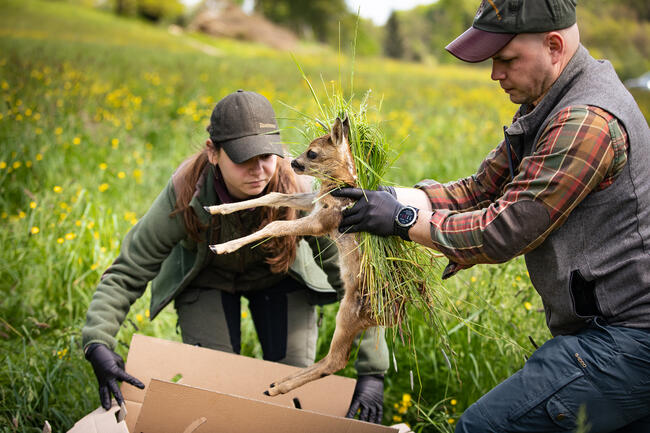 Die ehrenamtliche Arbeit von Jägern und Landwirten ist von hoher Bedeutung für die Rettung von Jungwild.