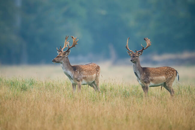 Jagdgäste sollen bei einer Drückjagd in Rheinland-Pfalz vorher ausgesetztes Damwild erlegt haben.