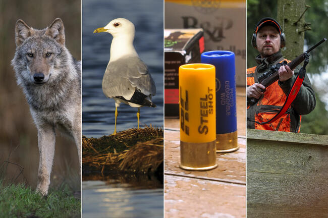 Ob Wolf, Vogelbejagung, bleifreie Schrotmunition oder Waffengesetz: Die europäische Gesetzgebung beeinflusst die Jagd in Deutschland zunehmend.