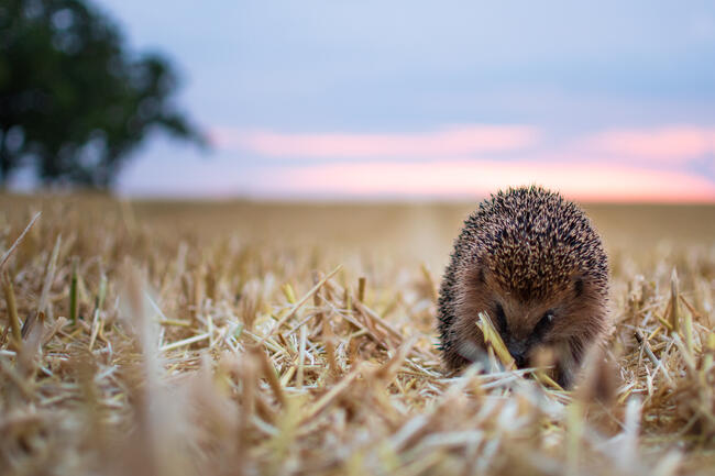 Der Igel als Wildtier des Jahres ist im Sommer besonders häufig Opfer von Wildunfällen.