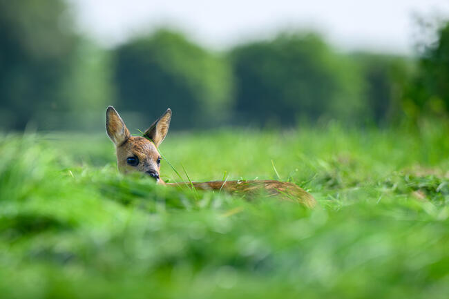 Wildtierschutz bei der Frühmahd: Verbände geben Empfehlungen für Landwirte.