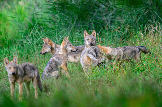 Wolfsrudel mit Jungwölfen im Gras.