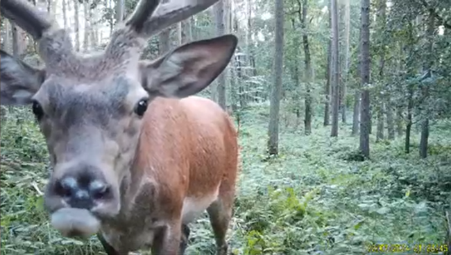 Inzucht-Schaden: Rotwild mit verkürztem Oberkiefer.