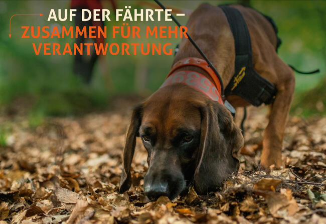 "Auf der Fährte – zusammen für mehr Verantwortung" ist das Motto des diesjährigen Bundesjägertags.