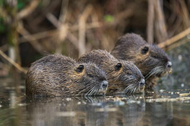 Die Nutria kam 2023 in über einem Drittel (35 Prozent) der teilnehmenden Jagdreviere vor, eine Verdopplung gegenüber 2015.